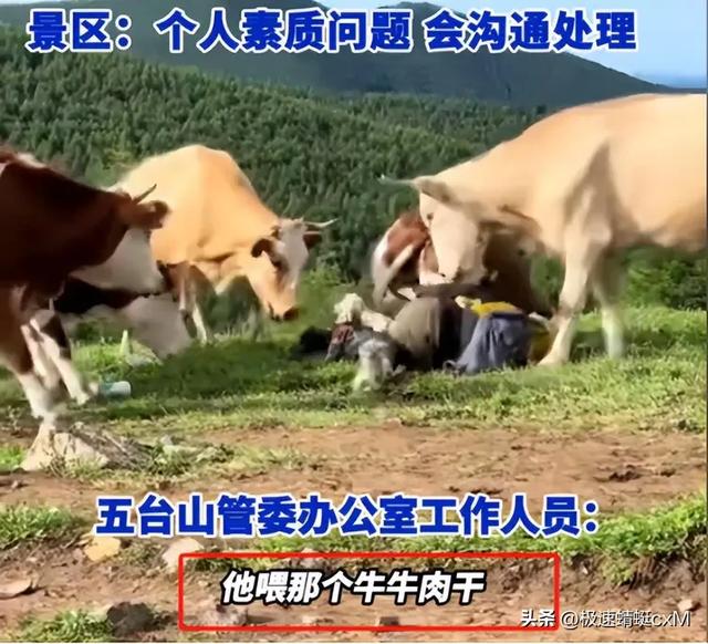 五台山牛群攻击游客反转！疑景区甩锅"挑衅"，当事人曝更多细节