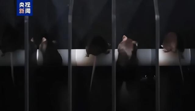 6名航天员、4鼠乘组同飞，神舟二十号将回家，神二十二有重大改变