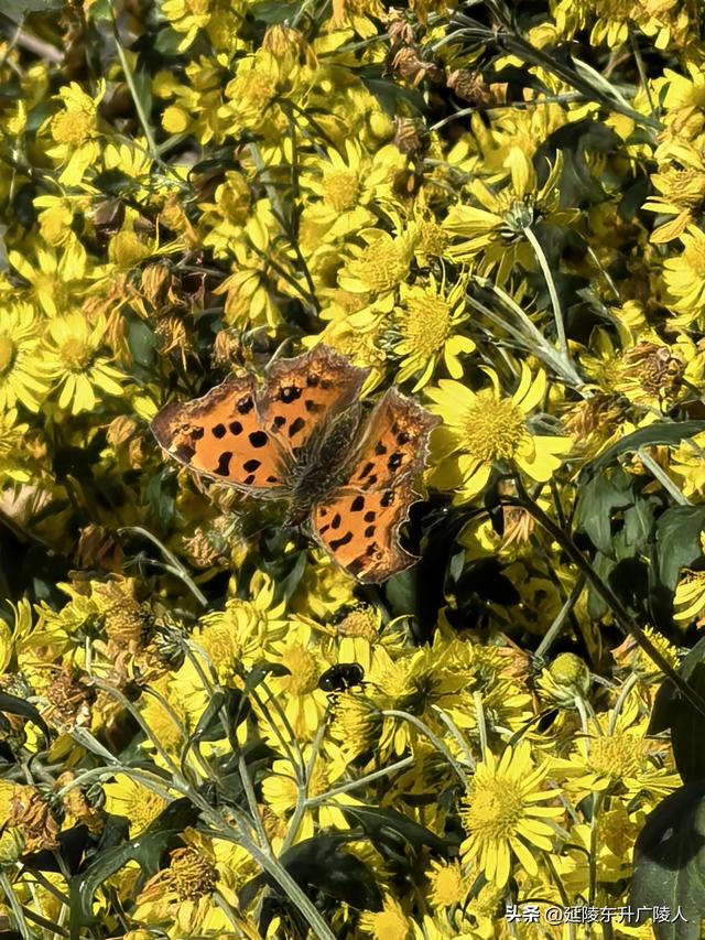 常州城东横山桥白龙观 冬日菊花节 采菊东篱下，悠然见横山