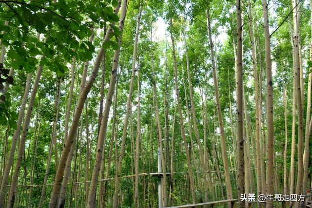 河北百草畔（上）：风动孤石悬险韵，蚁巡深岭蕴生机