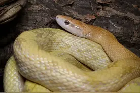 中国体型最大的八种蛇，第一名不是眼镜王蛇！菜花蛇倒数？图片