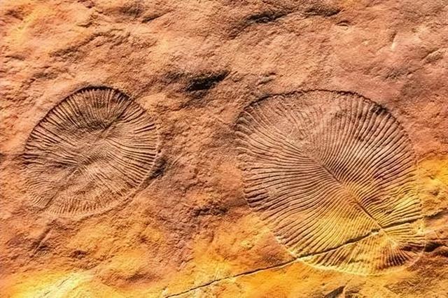 地球曾变成巨型冰球？寒武纪生命大爆发，揭露亿万年前的绝境翻盘