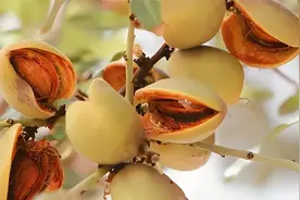 巴旦木到底是种什么植物呢？图片