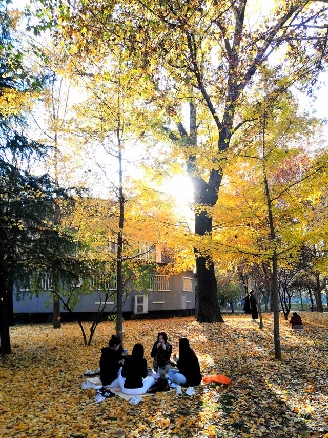 初冬，石家庄裕西公园落叶飘飘！