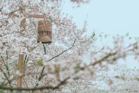 烟花三月下扬州，这里也是世界三大赏樱地之一，美不胜收图片