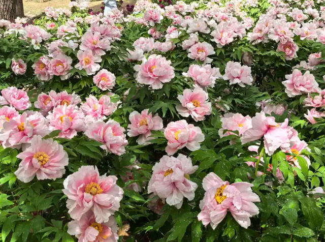 给80棵树搬家！石家庄2万株牡丹花海仅5元