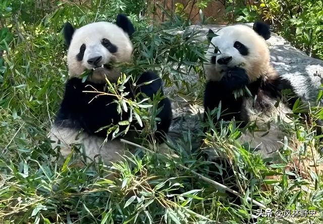 中方制裁不到24小时，日本对华提了个请求：希望能再给几只大熊猫