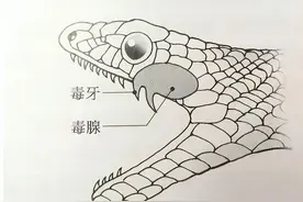 福建田间出现眼镜王蛇，6米长20斤重，有能力杀死一头大象？图片