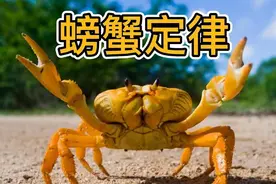 螃蟹定律图片