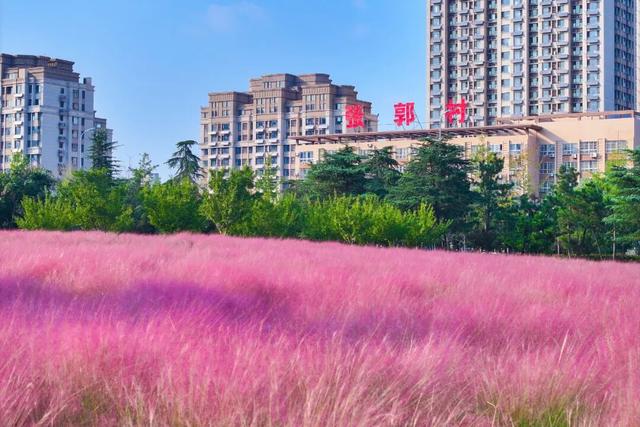 “粉色秘境”已上线！初冬必打卡！位置就在…