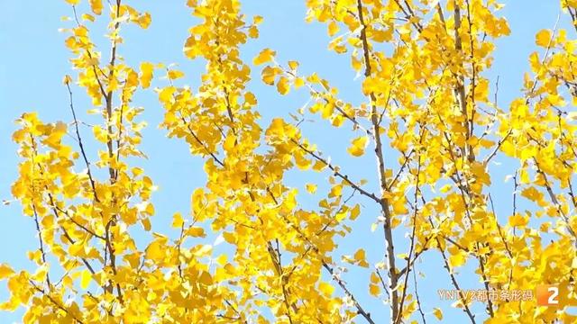 全网刷屏！银杏浓度已达100%！近期昆明这条街“杀疯”了