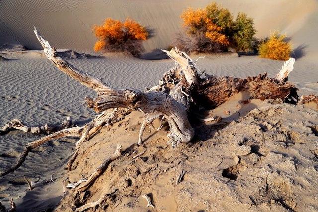 出片率100%！赴一场沙漠胡杨的金色之约