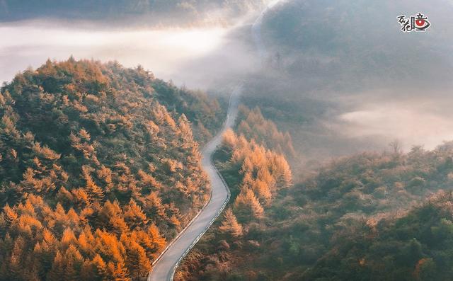 万花瞳｜限定版“彩林森林” 这是属于山城的冬日浪漫
