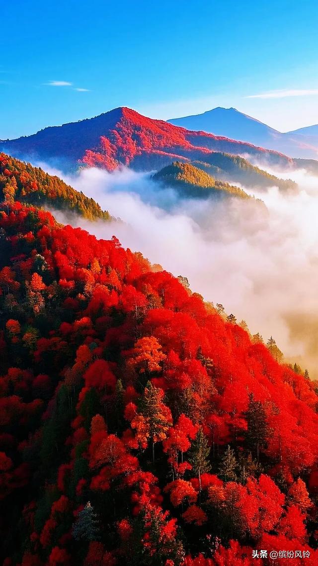 晨雾漫过秋山肩，层林燃作赤金焰