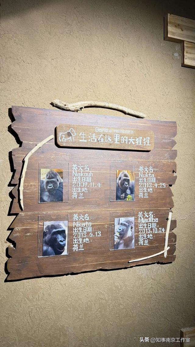 降温天逛红山动物园有多爽？