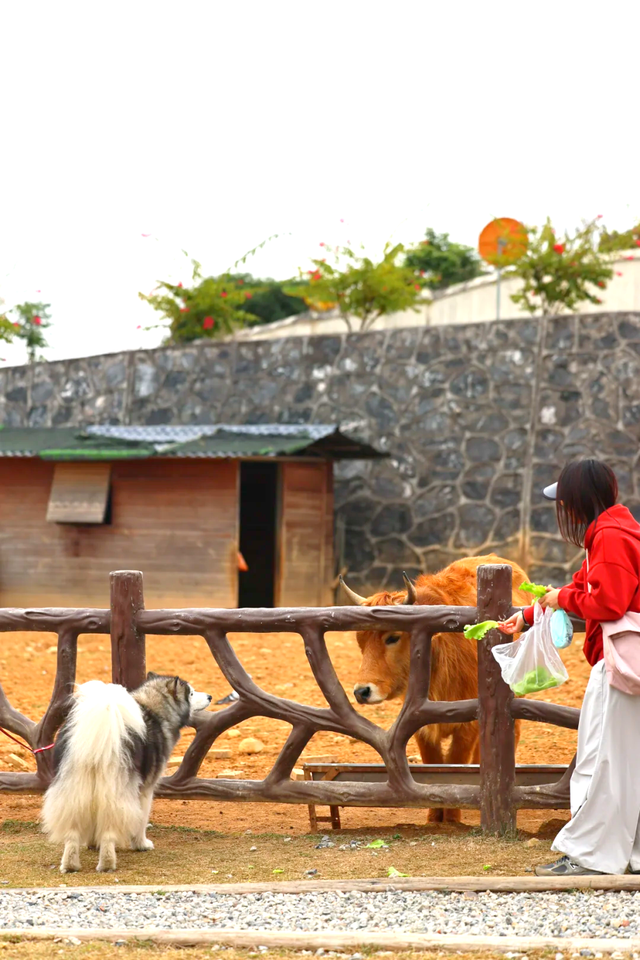 在韶关，带毛孩子去哪“浪”？这份宠物友好地图请收藏，撒欢不踩雷~