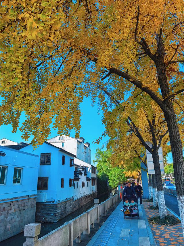 银杏鎏金，满城秋意关不住