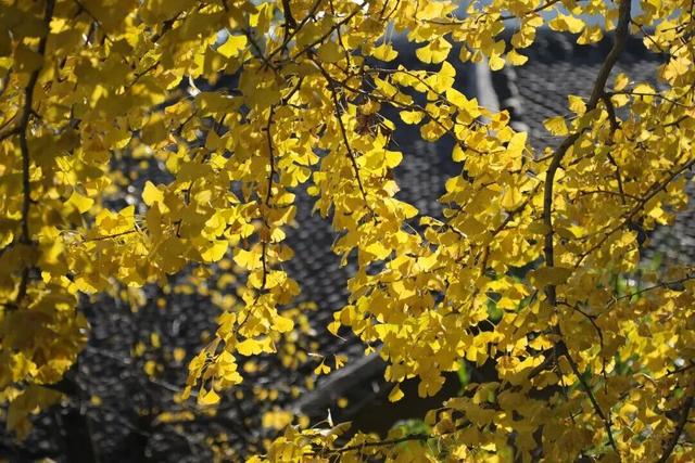 【美丽四川】一年一度朋友圈银杏比美时刻又来了！