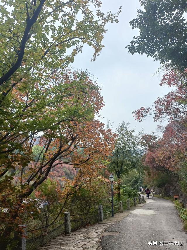 无为在歧路，济南红叶谷