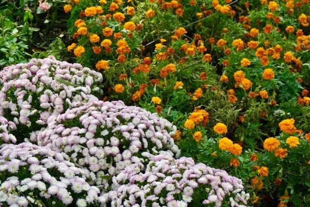 实拍！海淀“莫奈花园”已开启五彩斑斓“童话模式”