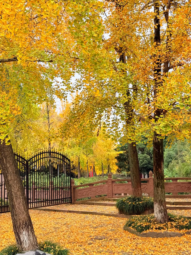银杏浓度100%！成都人民拍照好去处，温江这3个地方千万别错过！