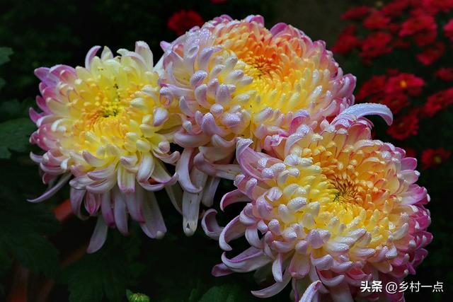 明日霜降，无论多忙，提醒“最不能”做的5件事，告诉家人要知道