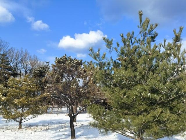 雪后二一九公园藏着治愈系美景
