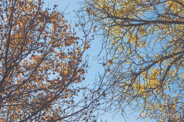 最大1600岁!黄石这几棵银杏王 你都打卡了吗?