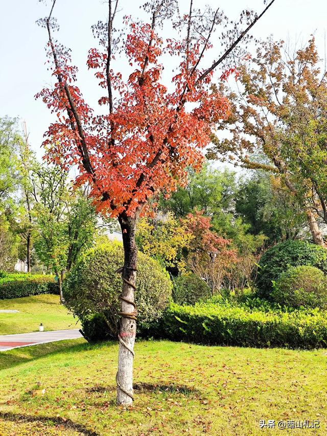 五线小城里的银杏大道,美翻全网的深秋景色原来在这里