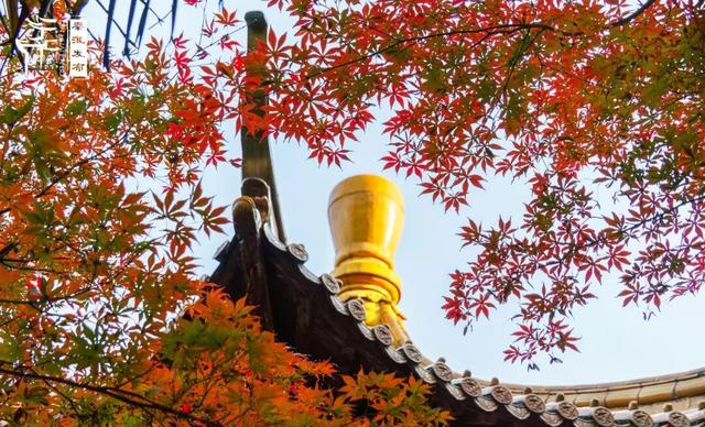 南京这个地方的红枫美景，简直美“枫”了