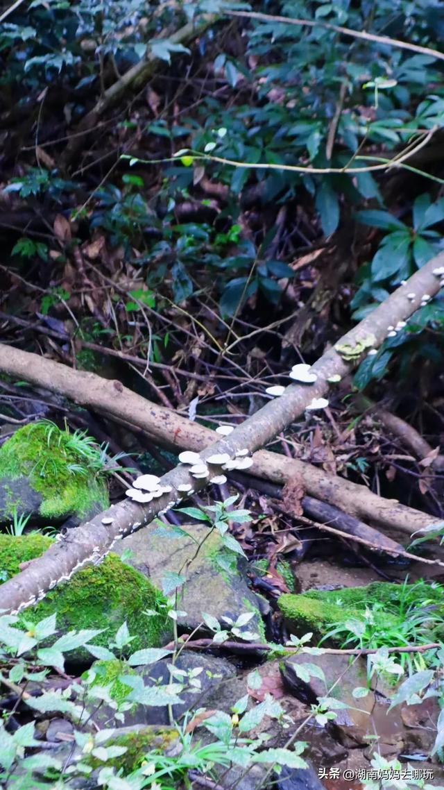 1.5h直达!藏在山野里的捡秋秘境,瀑布+挖宝双buff拉满!