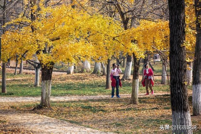 11月一定要收藏一份全国银杏观赏地图