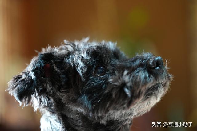 腾龙 90mm F/2.8 Di III MACRO VXD 上手使用体验