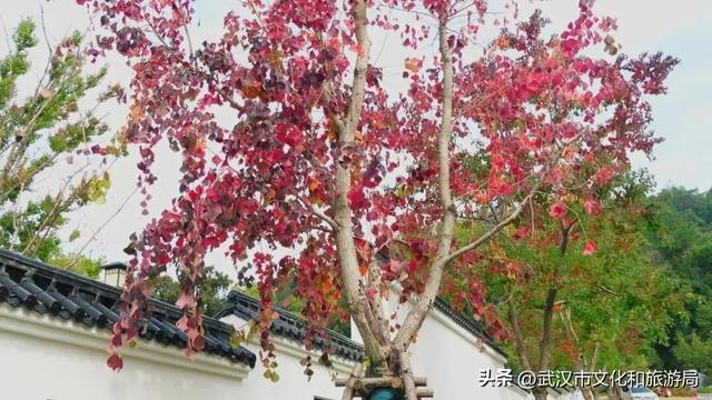 啊“秋”，彩林已上线，快收下这份斑斓！