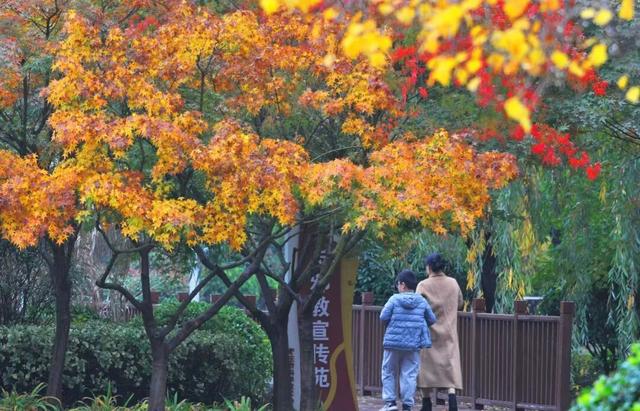 景色怡人！大自然的冬日画作，小城成了树木编织的五彩秘境！