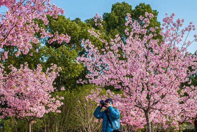 图游天下 发现上海|早樱盛开！五大宝藏赏樱点位请收好