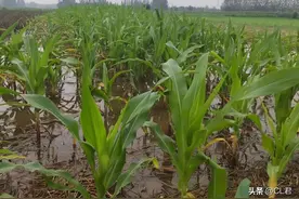 “收不收，就看六月六”，明日六月初六，下雨有何预兆？农谚咋说图片