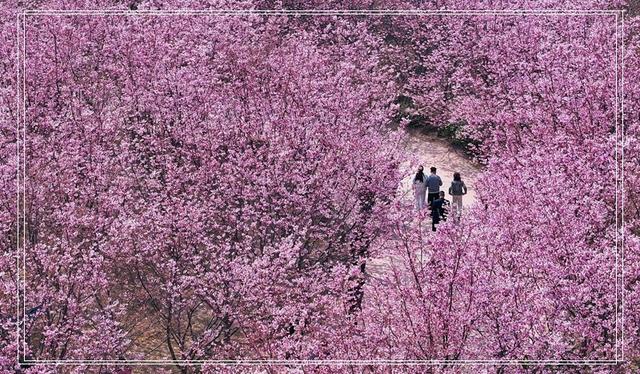 郑州春韵：百花盛放时，邀你共赴春宴