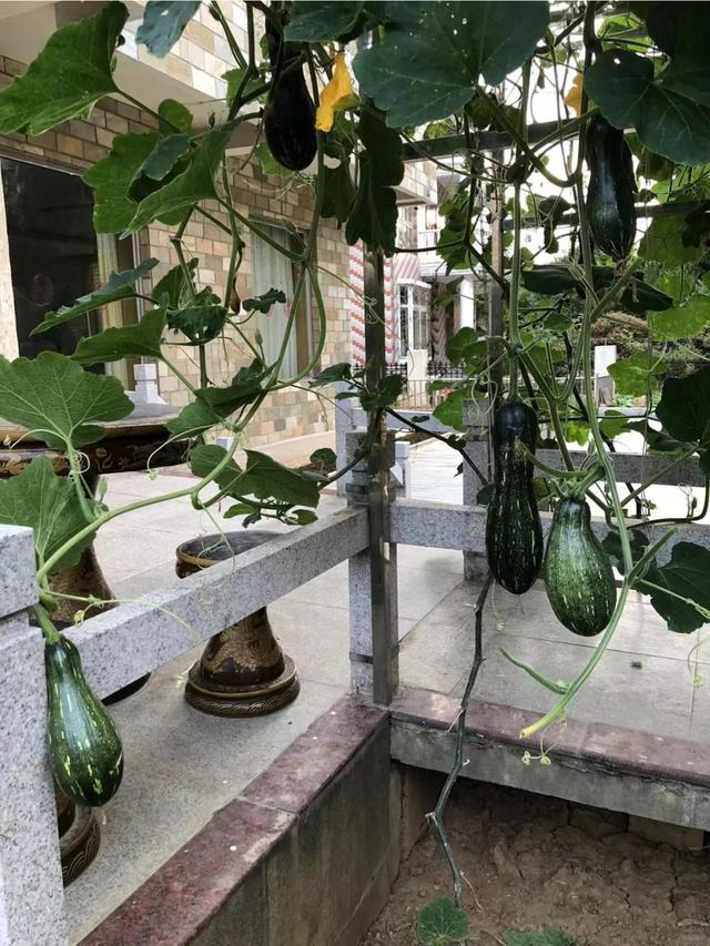 女子离家半个月，一院子南瓜“成了精”，网友：天呐，羡慕死了！