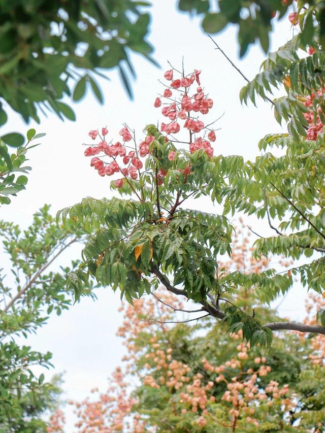 厦大，粉了🌸！粉了😍！