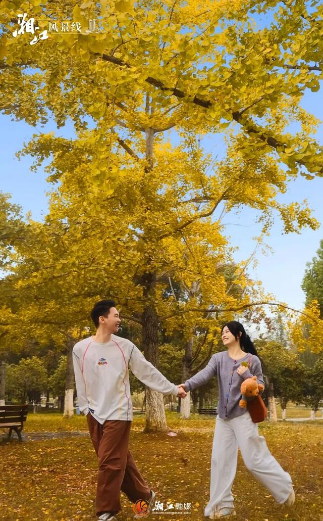 长沙银杏浓度即将达到100%！这波“小确杏”你要接住→