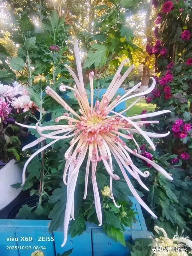 菊绽秋阳里，暗香绕中山｜申艳娟