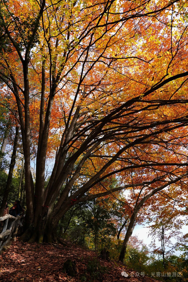 追了光雾山的红叶，这个秋天没白过！