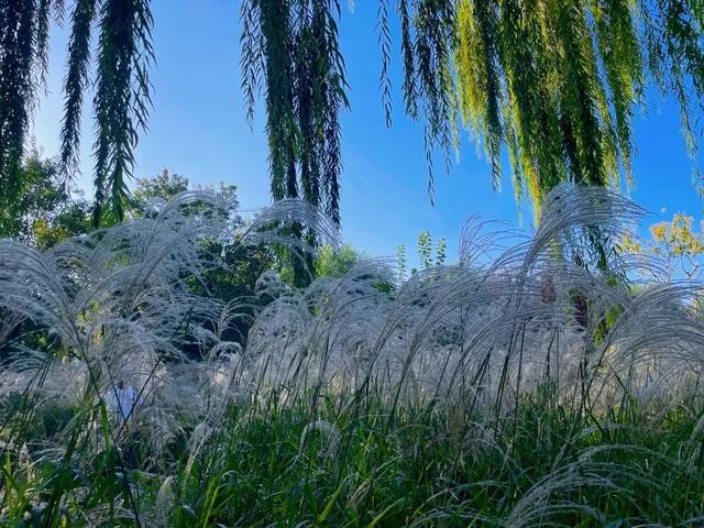 十一别挤热门景点啦！北京这处「植物乐园」藏满闯关、市集、魔术秀~