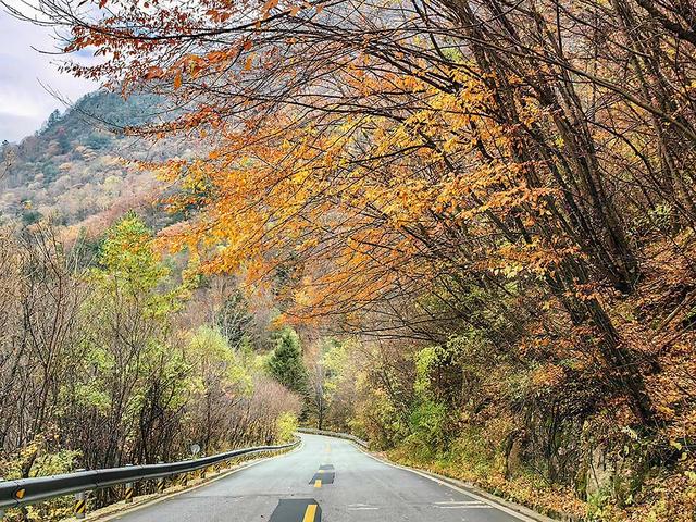 2024深秋四川行19 神农架风景区2 华中屋脊的五彩秘境