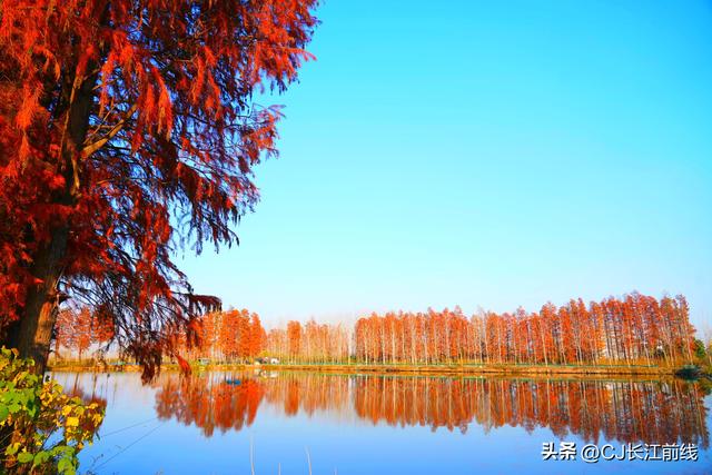河南淮滨：地标上的乌龙港红杉林