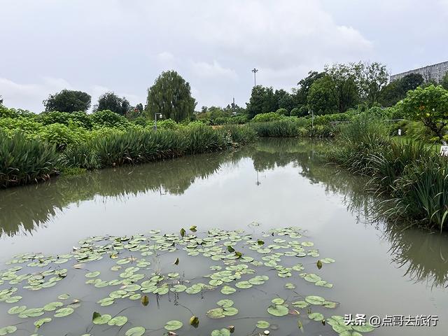 成都，最不可小看的公园，雨中超美，凉风阵阵，公共交通直达！