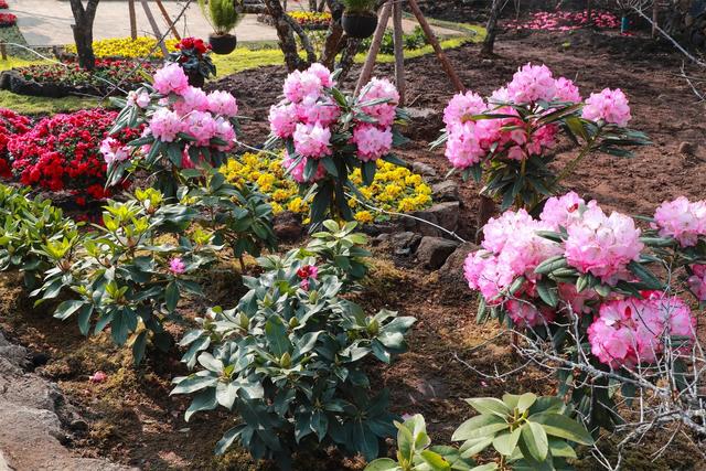 腾冲：谁说梅花谢了没看头？中营梅花村的“花期”才刚开始