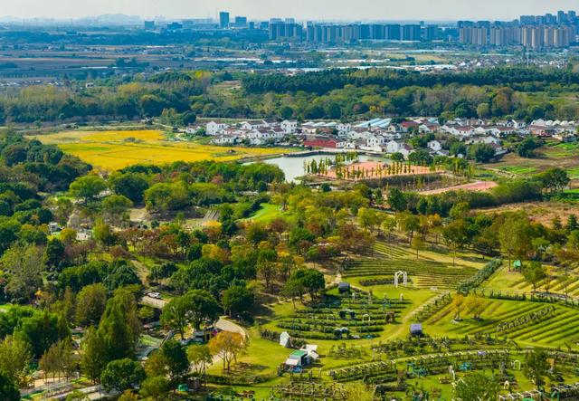 稻 花 香 里 看 雨 花