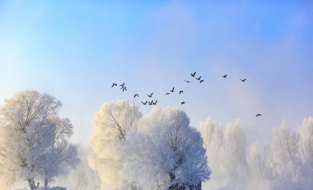 “早大雪，冻死牛；晚大雪，穿单衣”，今年大雪节气是早还是晚？